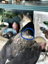 Load image into Gallery viewer, “Zazu” Taxidermy Hooded Crow
