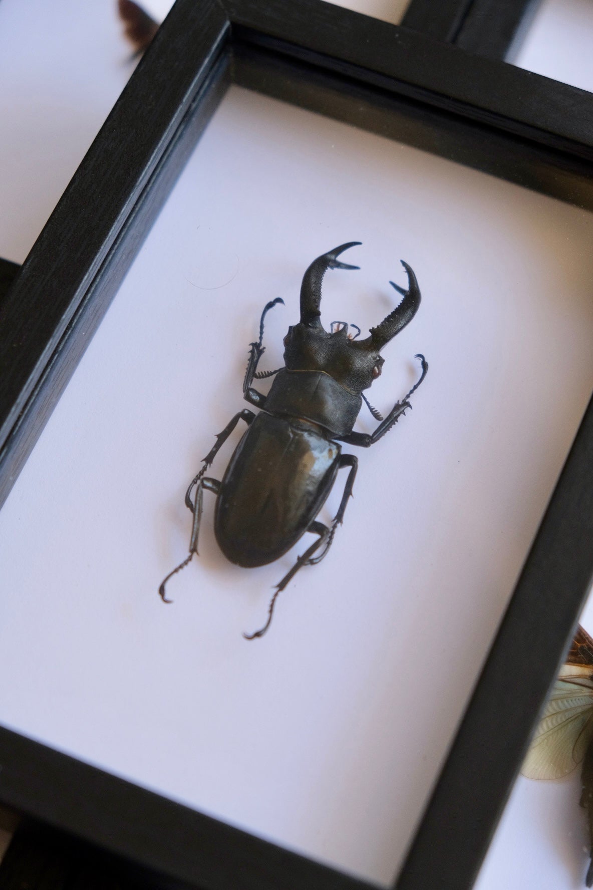 Fork Horned Stag Beetle / Hexarthrius Buqueti in a frame