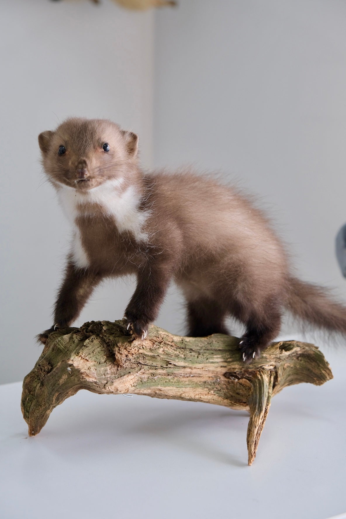 "Weston" Taxidermy Marten