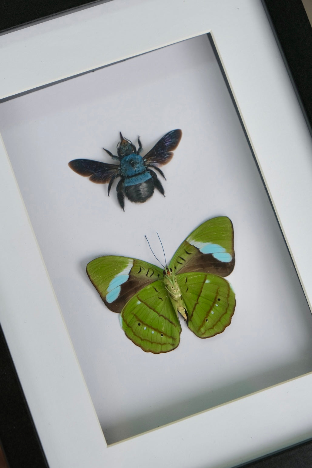 Nessaea Hewitsoni & Blue Bee Duo Frame