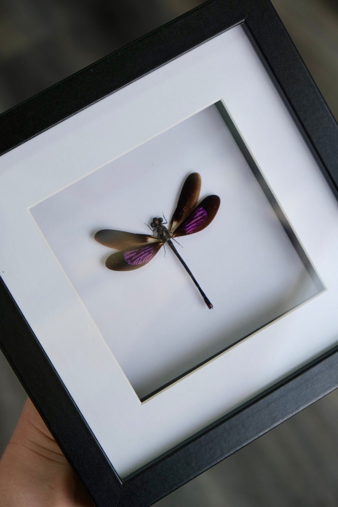 Damselfly / Euphaea Refulgens in a frame