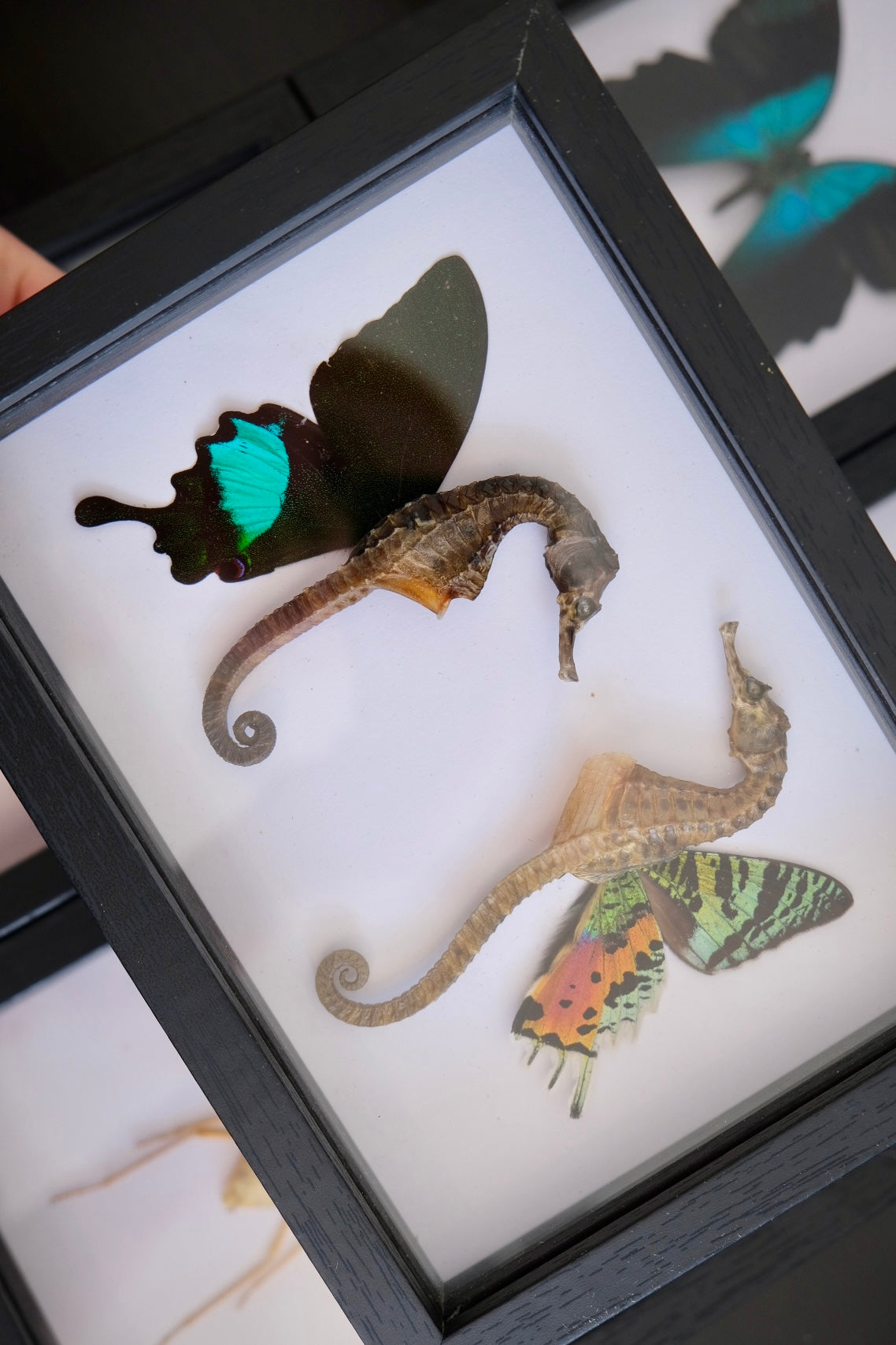 Seahorse Fairy Duo frame | Madagascan Sunset Moth & Papilio Paris