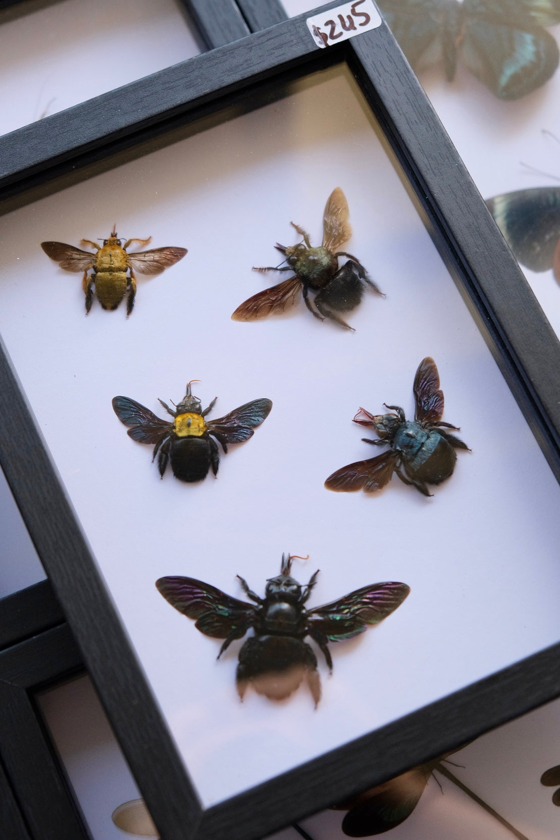 5 x Carpenter Bees in a frame