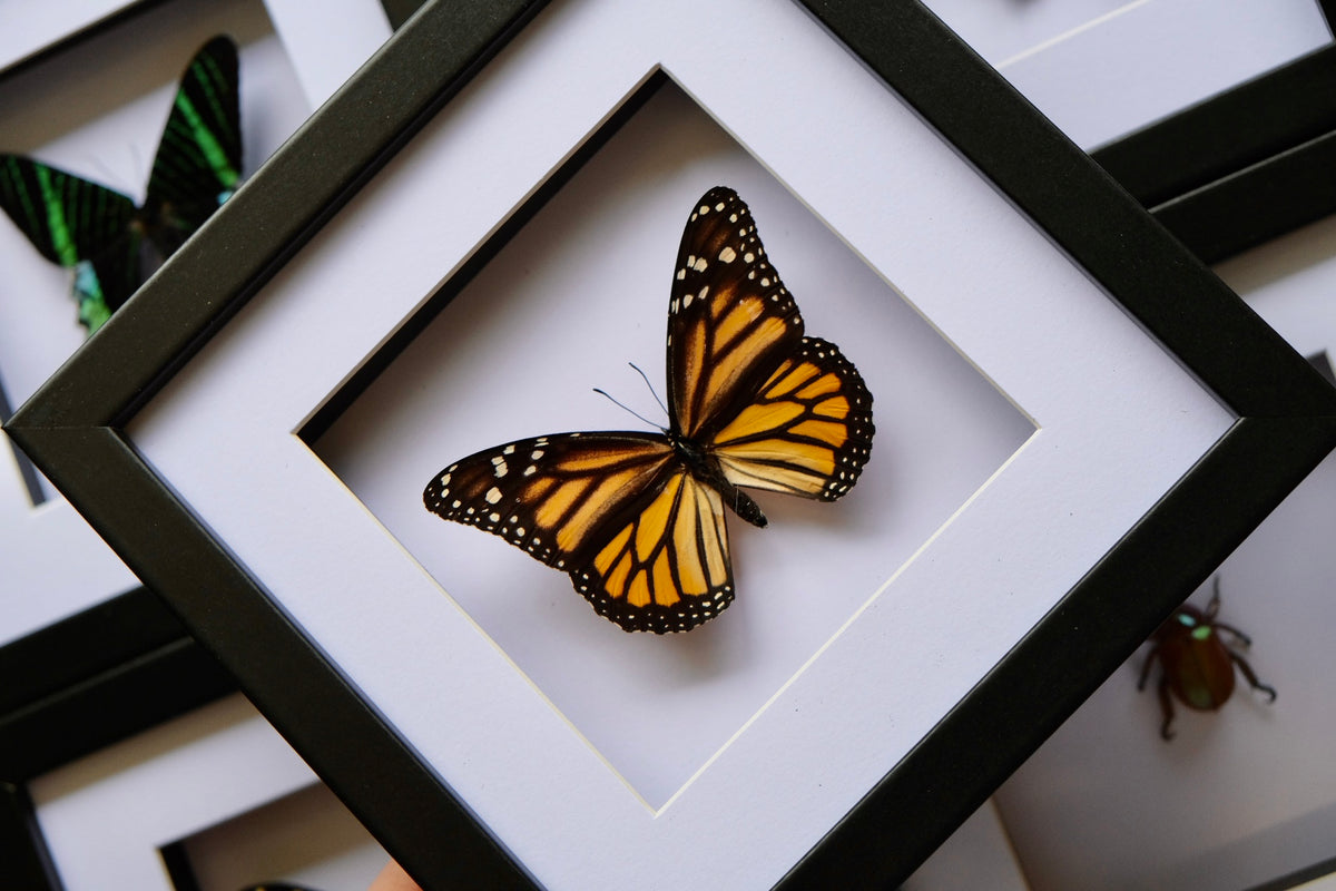 Monarch Butterfly / Danaus Plexippus in a square frame