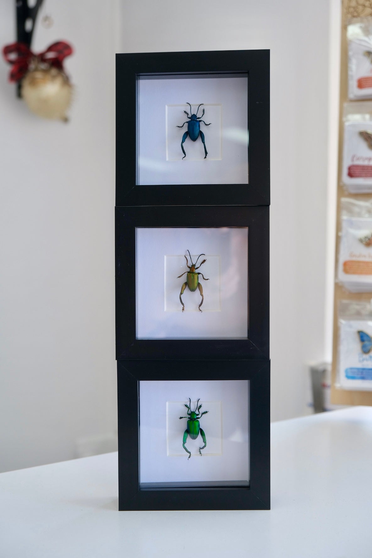 Frog Leg Beetle in a frame