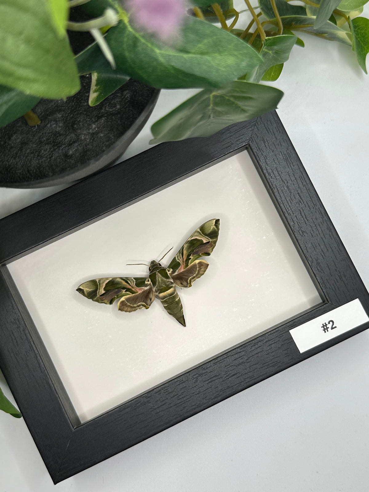 Oleander Hawk-moth / Daphnis Nerii in a frame