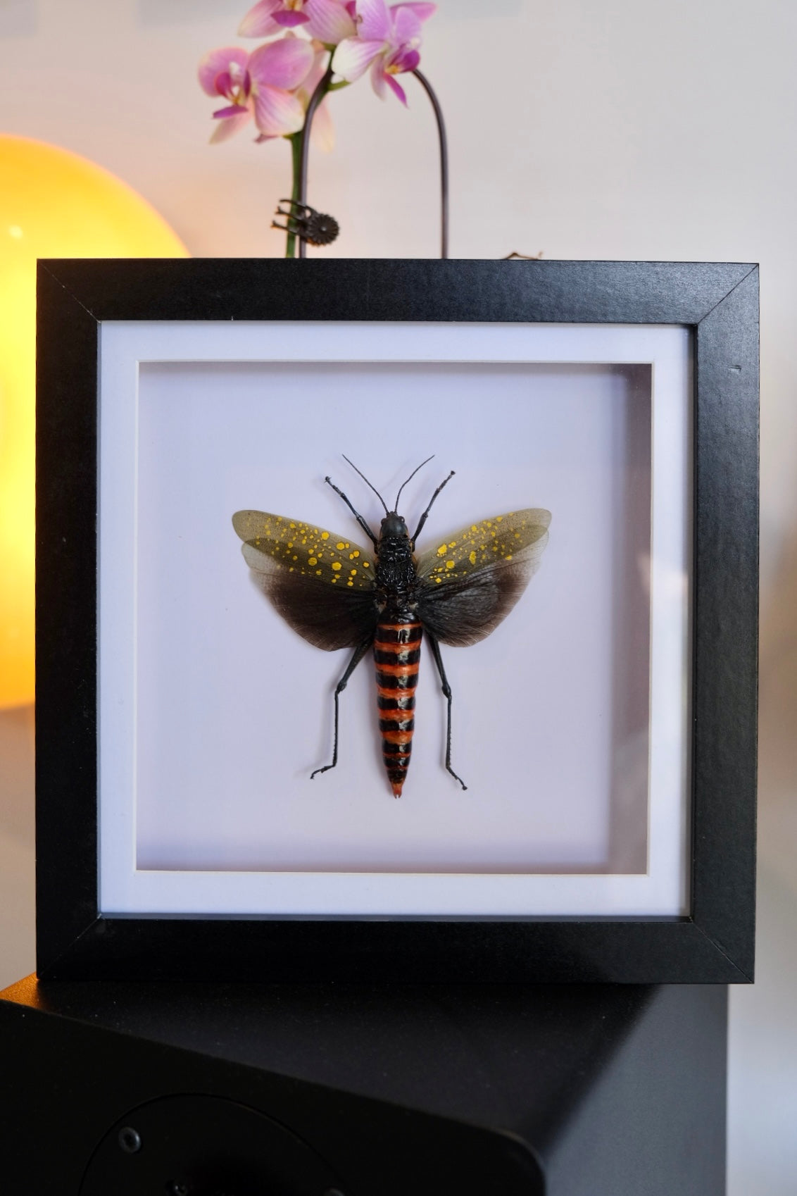 Grasshopper / Aularches Punctatus in a frame #3