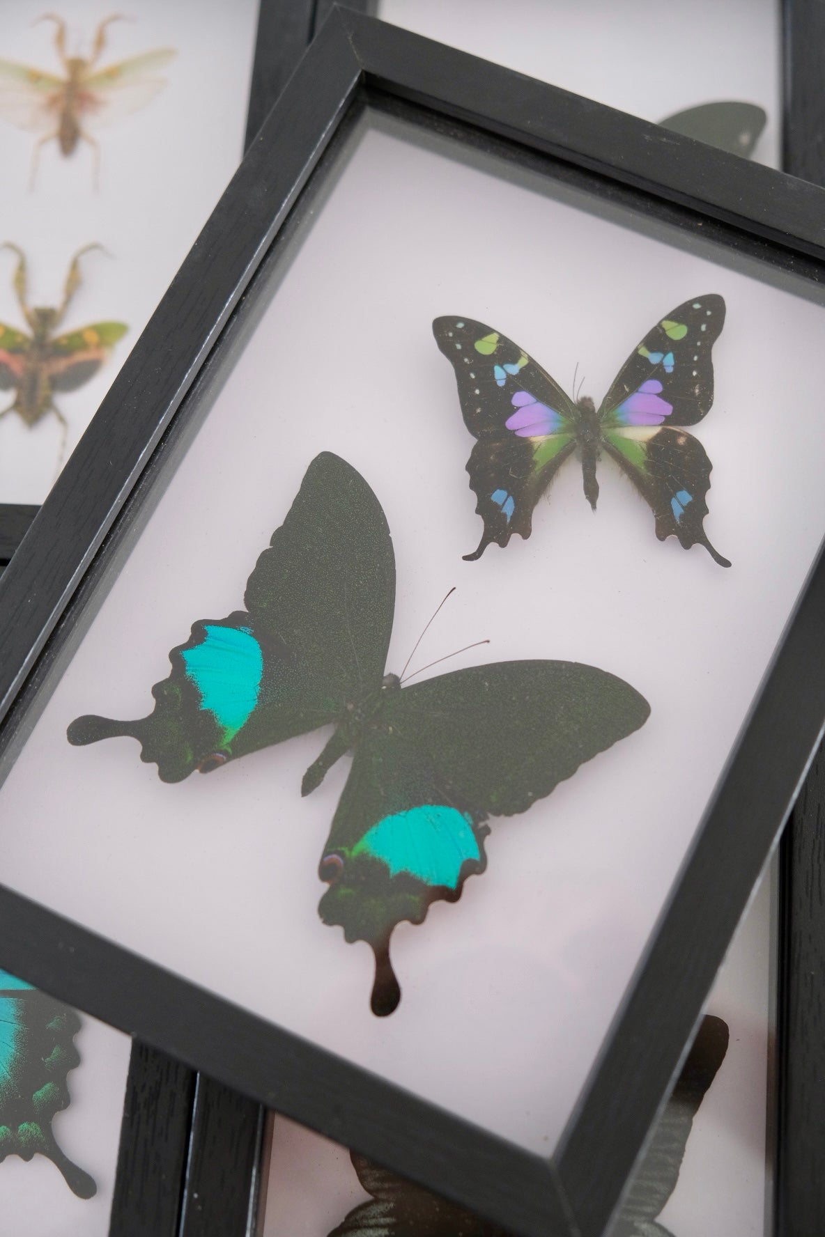 Graphium Weiski & Papilio Paris Peacock Butterfly Duo frame