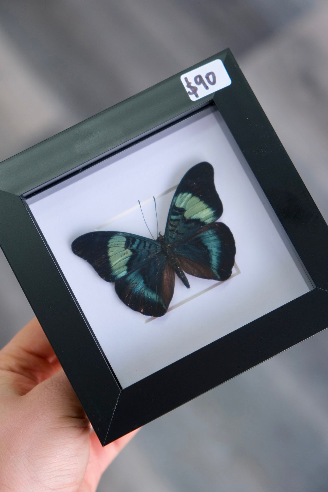 Red Flasher Butterfly / Panacea Prola in a square frame