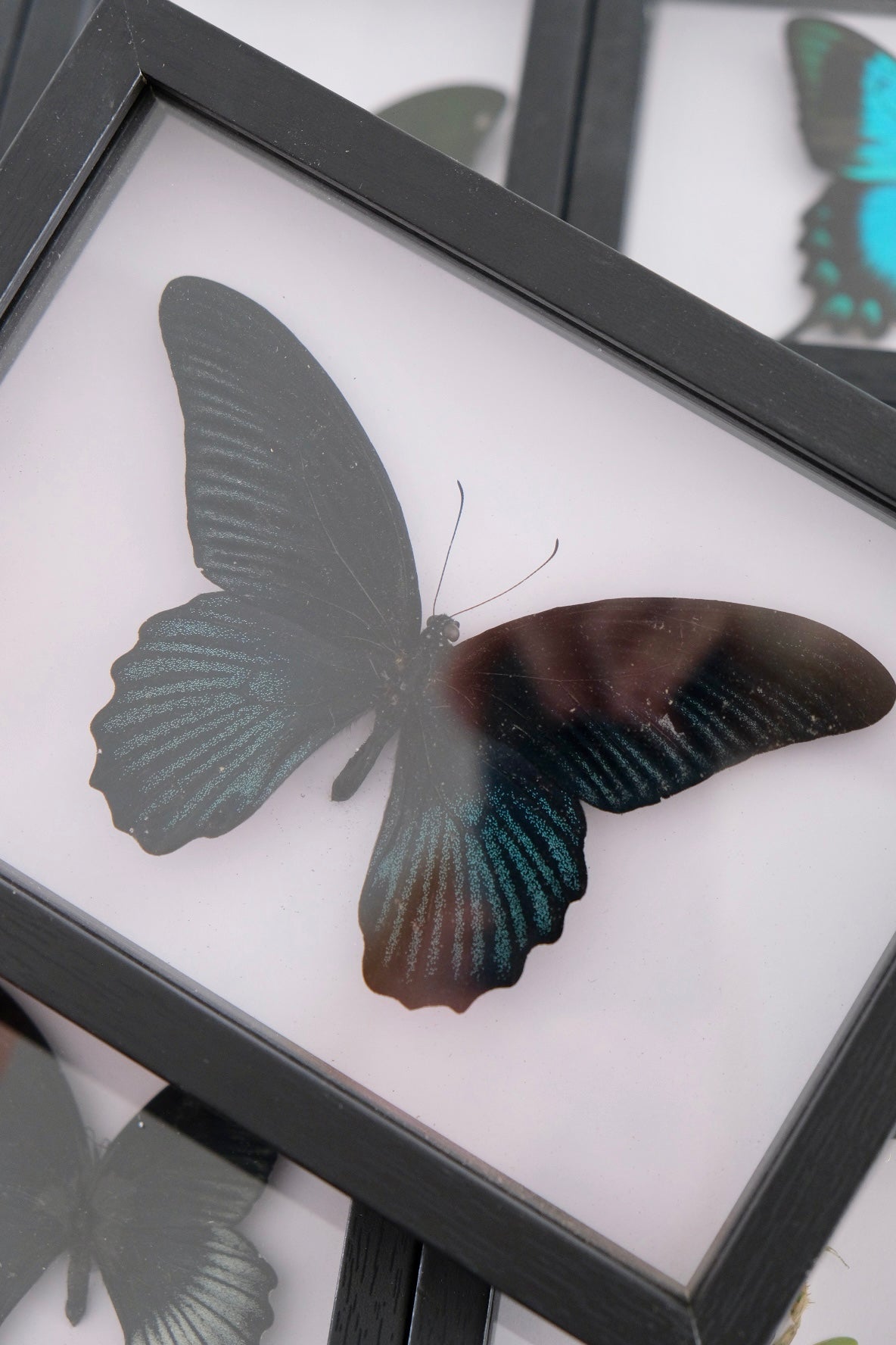 Great Mormon Butterfly / Papilio Memnon in a frame