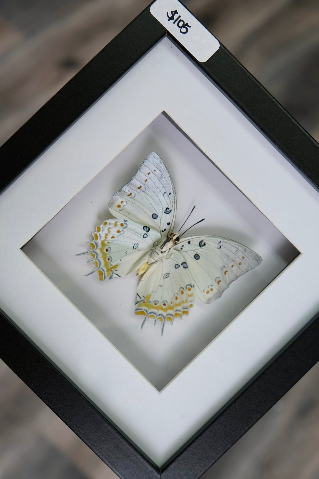 Polyura Delphis ConchaPolyura Delphis Concha Butterfly in a frame