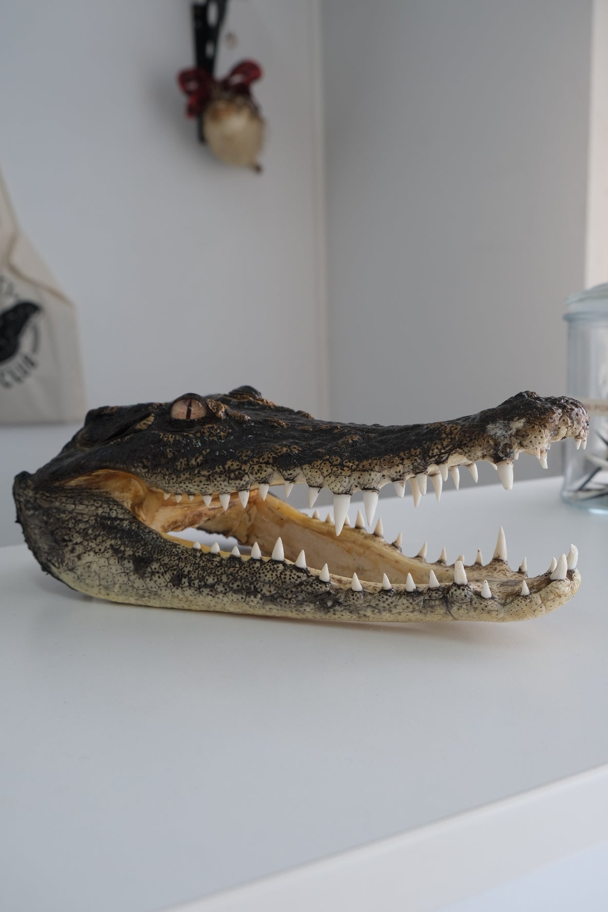 Taxidermy Australian Saltwater Crocodile Head