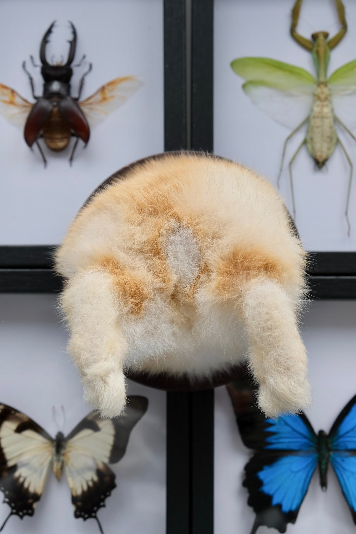 Bunny Bum | Wall Mounted | Ginger