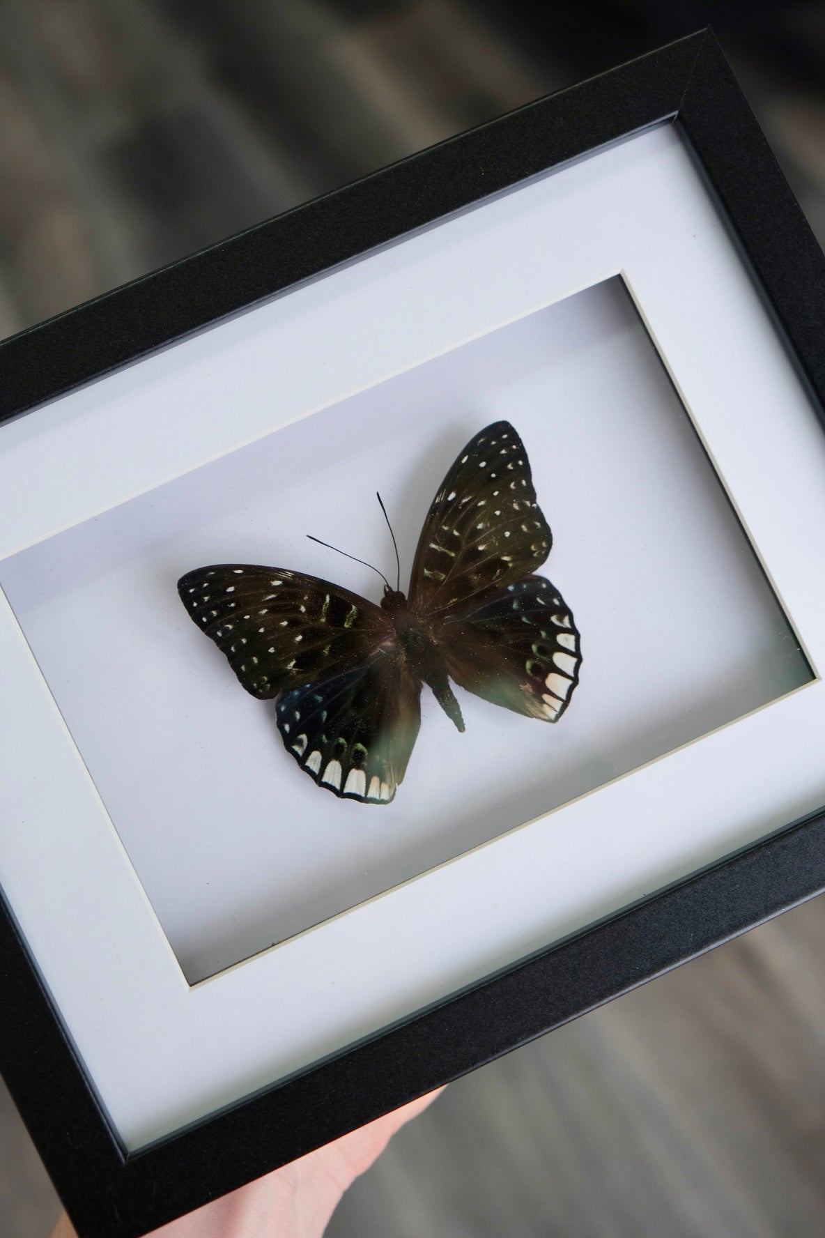 Dichorregia Ninus Butterfly in a frame