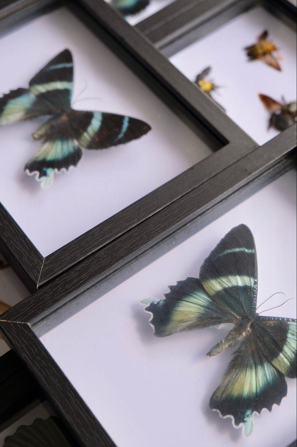 Zodiac Moth / Alcides Orontes in a frame