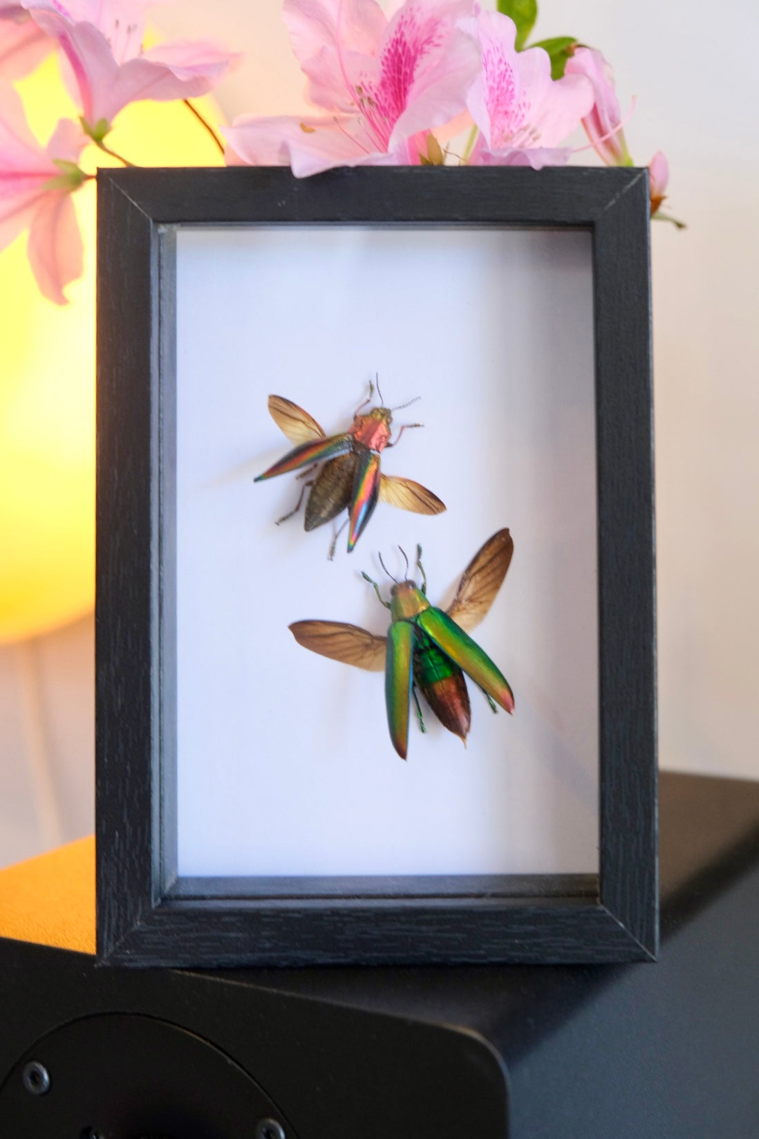Duo Coloured Jewel Beetle Frame