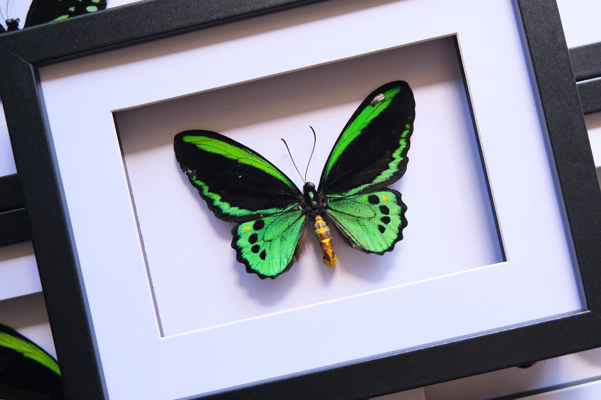 Cairns Birdwing / Ornithoptera Euphorion in a frame #1