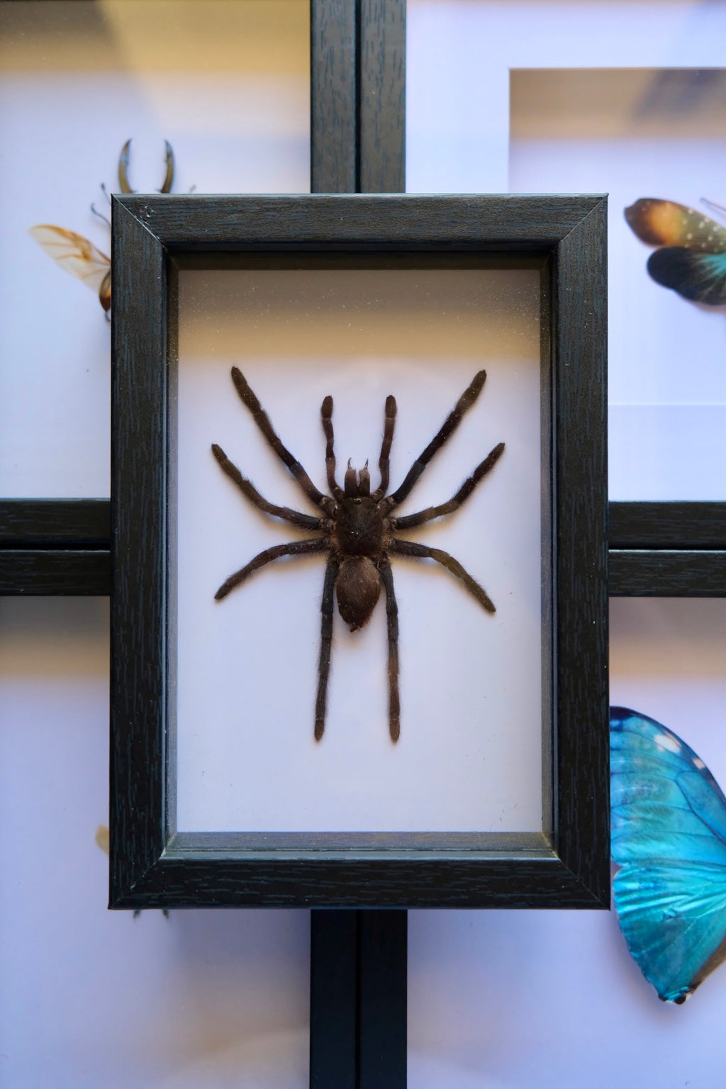 Java Yellow Kneed Tarantula / Selenocosmia Javanensis in a smaller fra ...