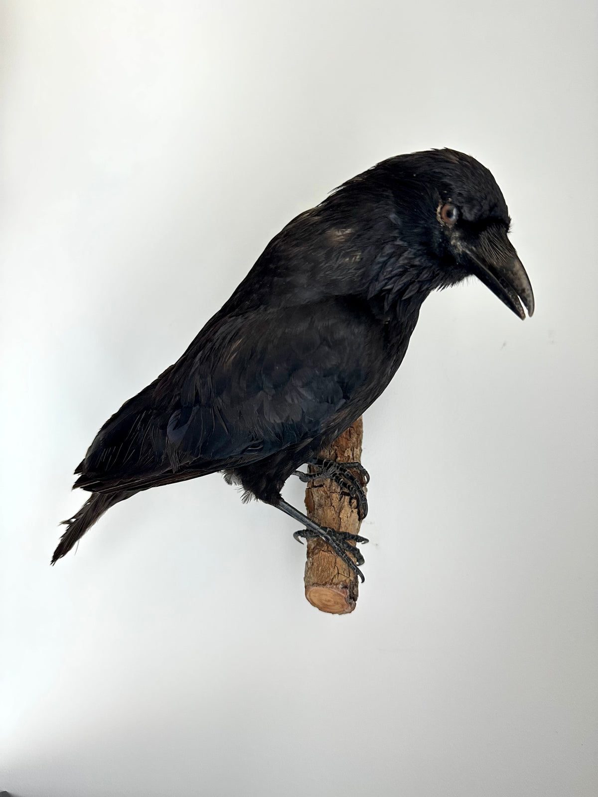 “Marco” Taxidermy Crow | Wall Mounted