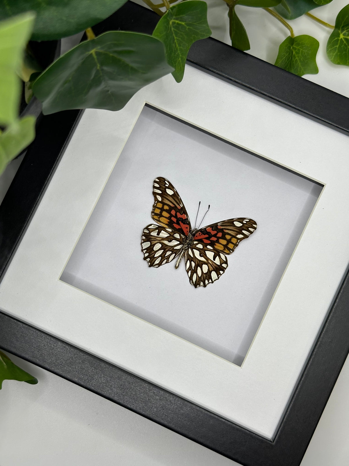 Mexican Silverspot Butterfly / Dione Moneta in a frame | Underside