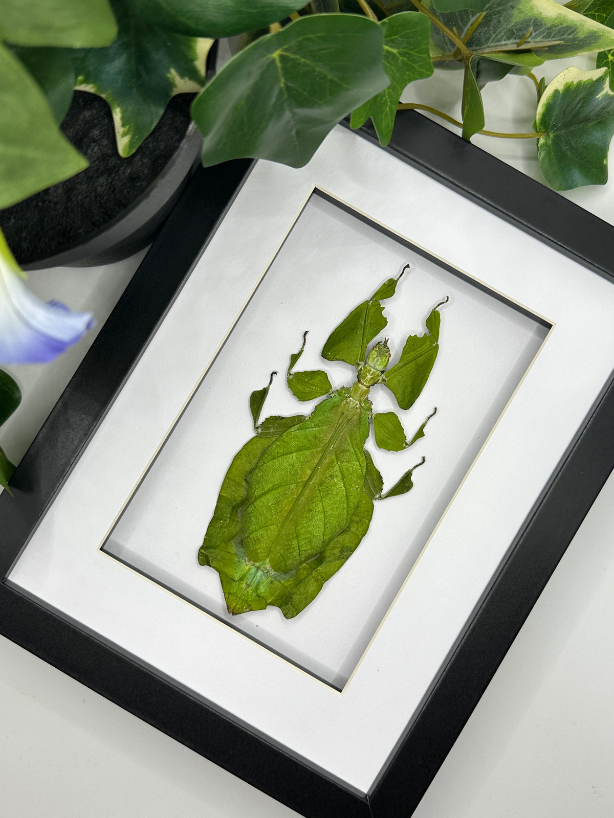 Giant Malaysian Leaf Insect / Phyllium Giganteum in a frame