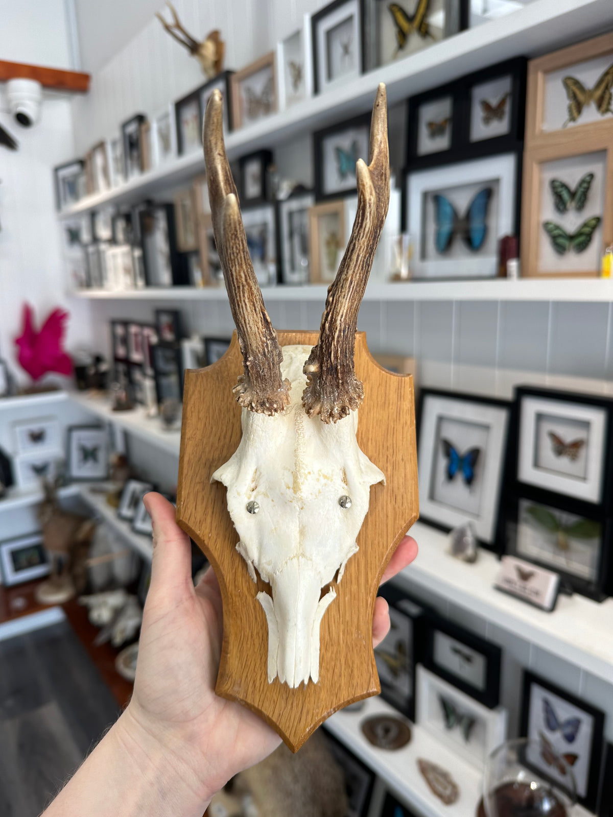 Roe Deer Skull Shield