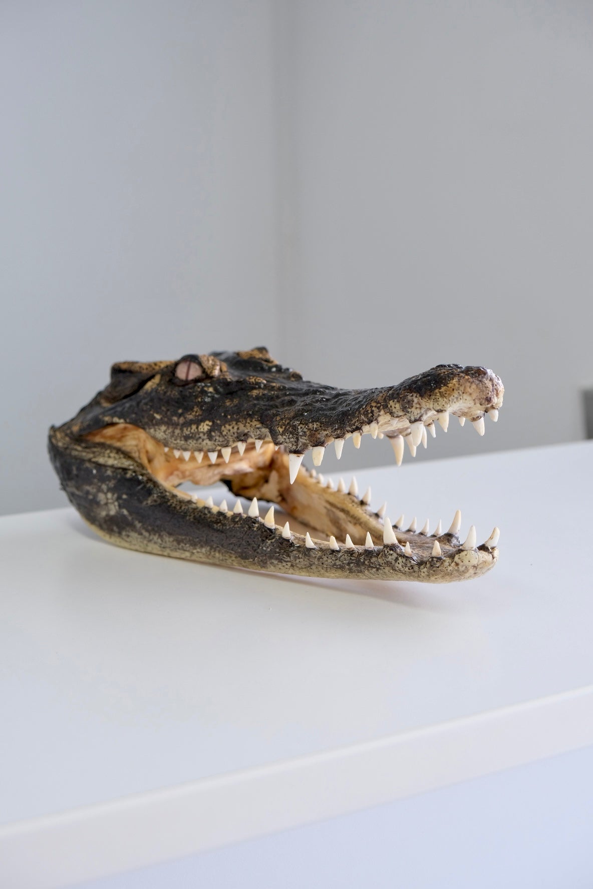 Taxidermy Australian Saltwater Crocodile Head