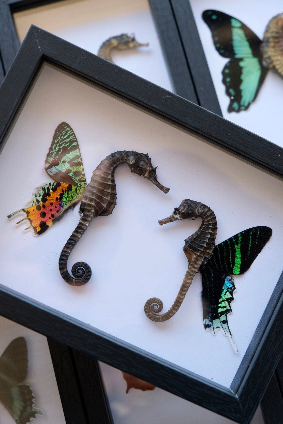 Seahorse Fairy Duo frame | Madagascan Sunset Moth & Urania Leilus