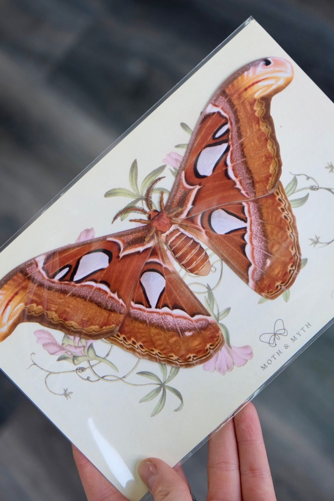 Atlas Moth | VEGAN Replica Paper Specimen *NOT REAL*