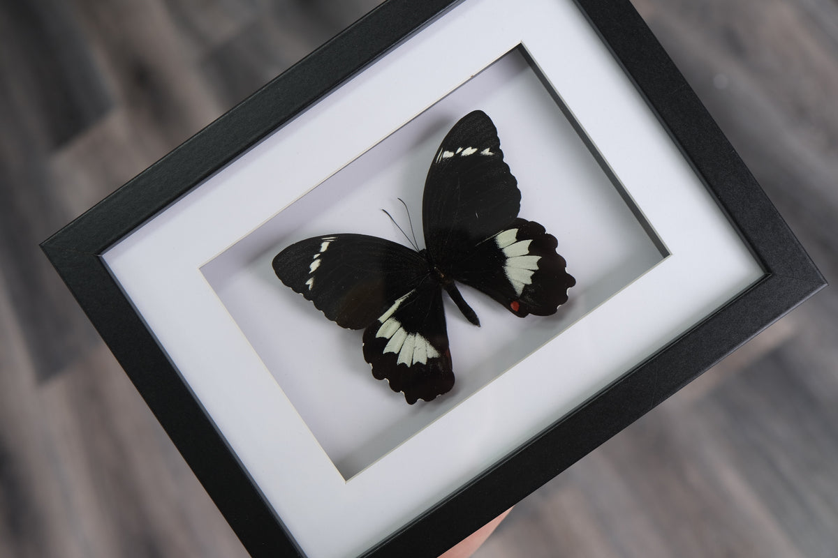 Papilio Aegeus Butterfly in a frame