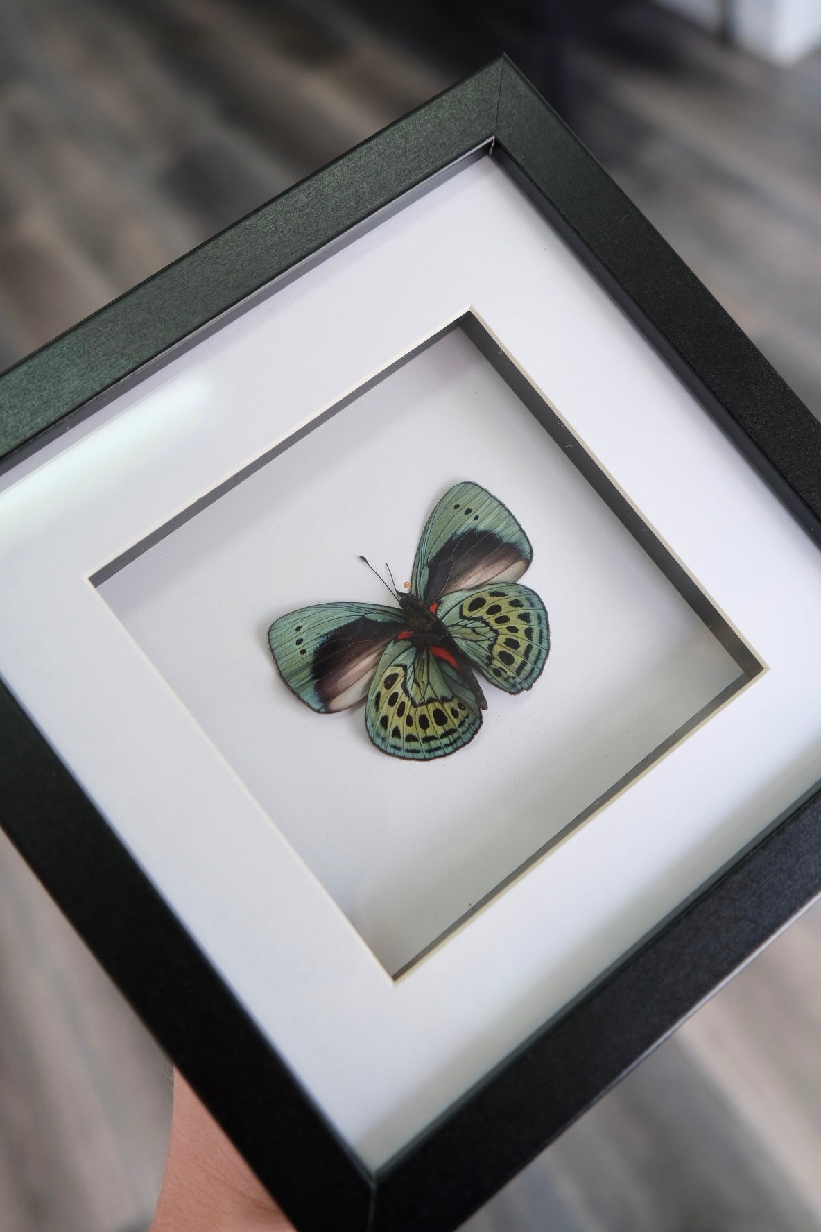 Asterope Philotima Butterfly in a frame | Antenna damage