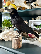 Load image into Gallery viewer, “Robert” Taxidermy Rook

