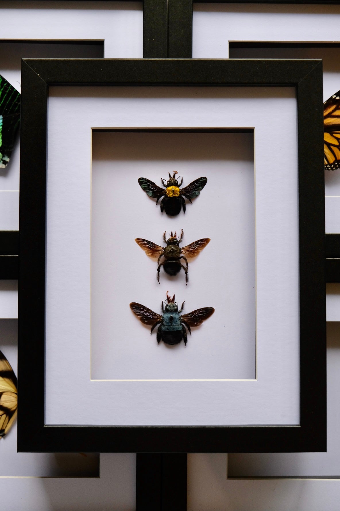 Carpenter Bee Trio / Xylocopa Caerulea & Xylocopa Confusa in a frame #3