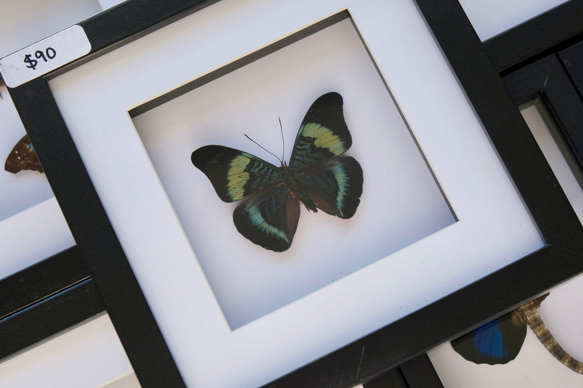 Red Flasher Butterfly / Panacea Prola in a square frame | Scratched