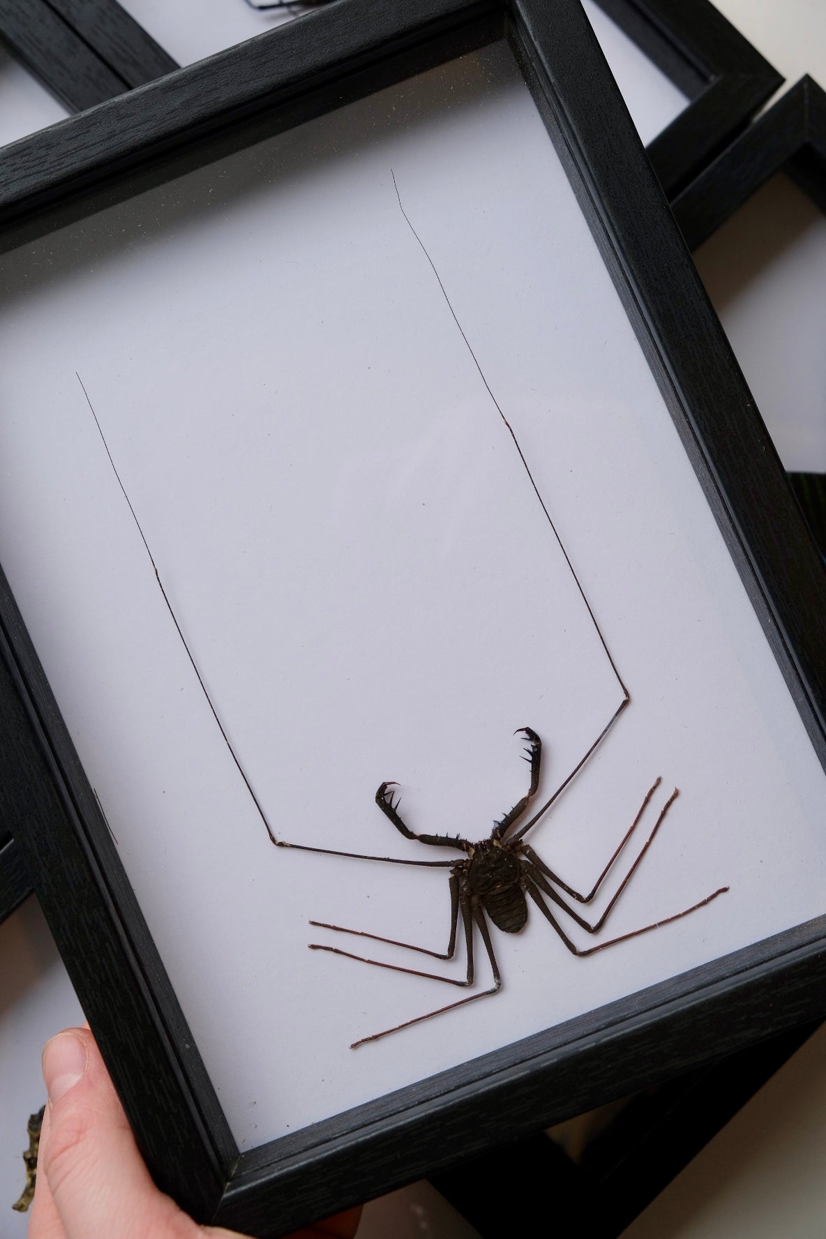 Tailless Whip Scorpion / Stygophrynus Dammermani in a frame | XX-LARGE
