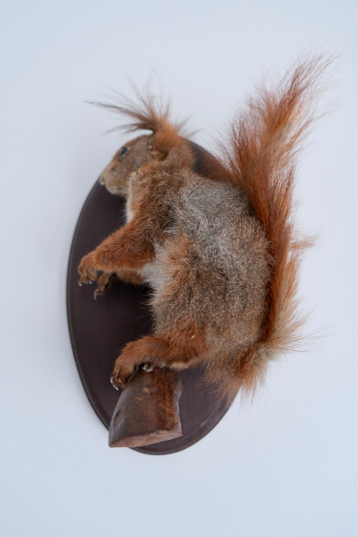 "Sydney" Taxidermy Squirrel | Wall Mounted #4