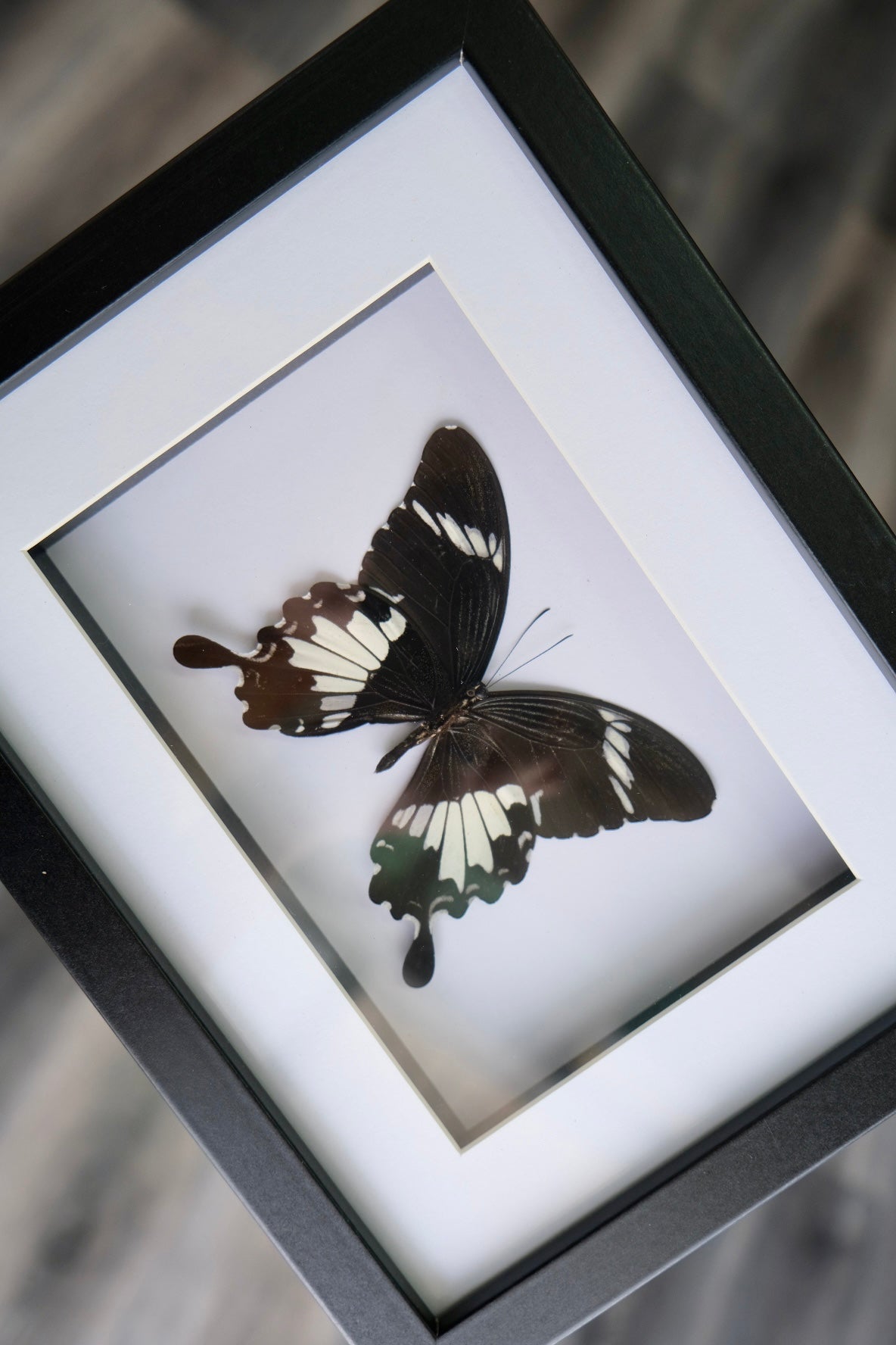 Black & White Helen Butterfly / Papilio Nephelus Suntus in a frame | Landscape