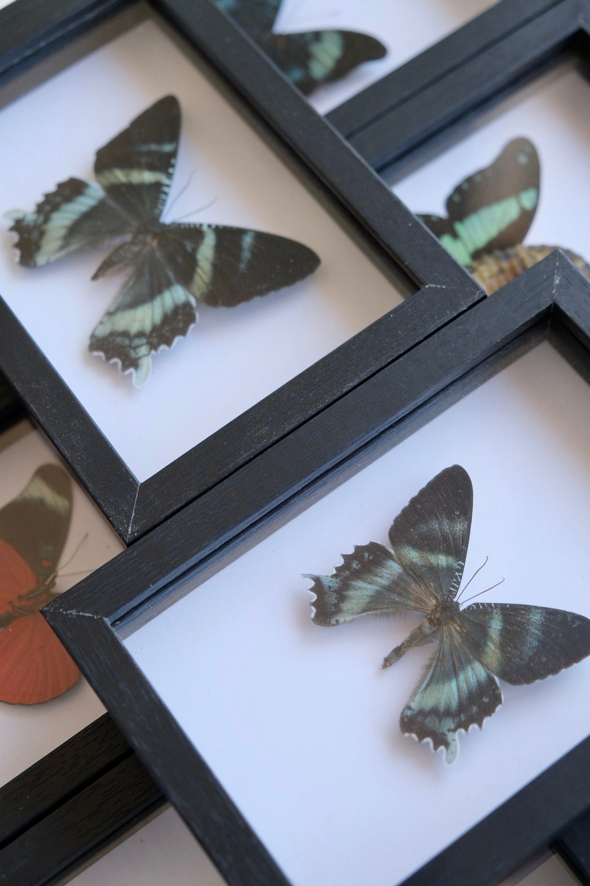 Zodiac Moth / Alcides Orontes in a frame