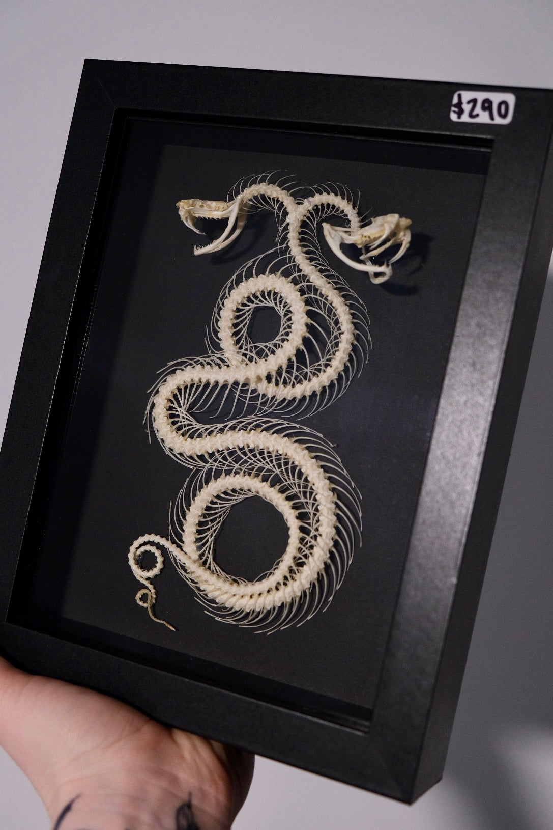 Double Headed Snake Skeleton / White-Lipped Pit Viper in a frame | Rolled