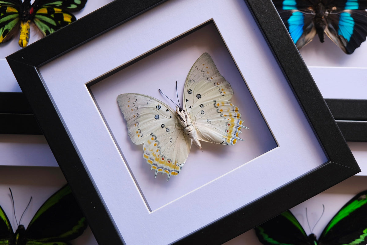 Polyura Delphis Concha Butterfly in a frame