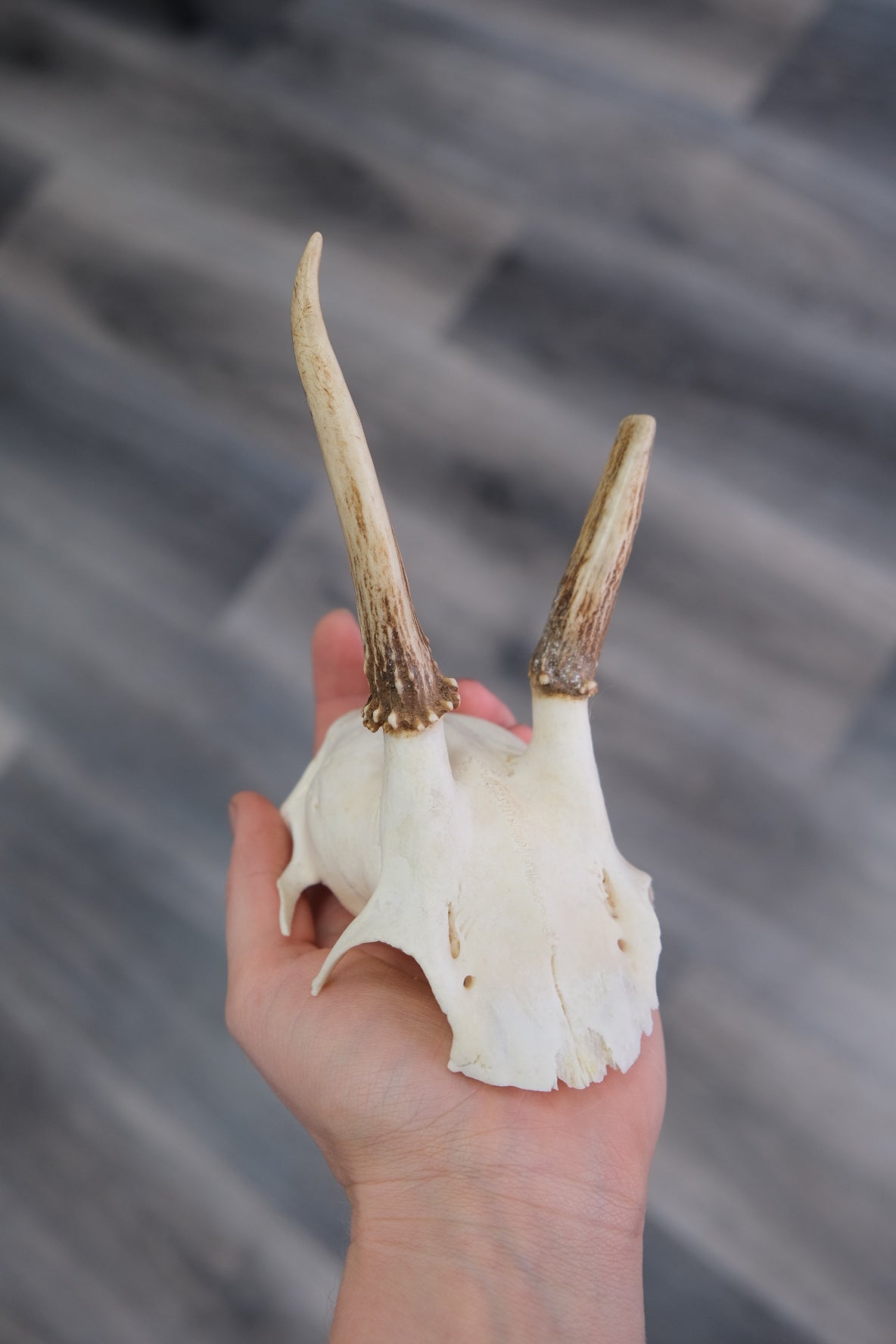 Roe Deer Skull Cap