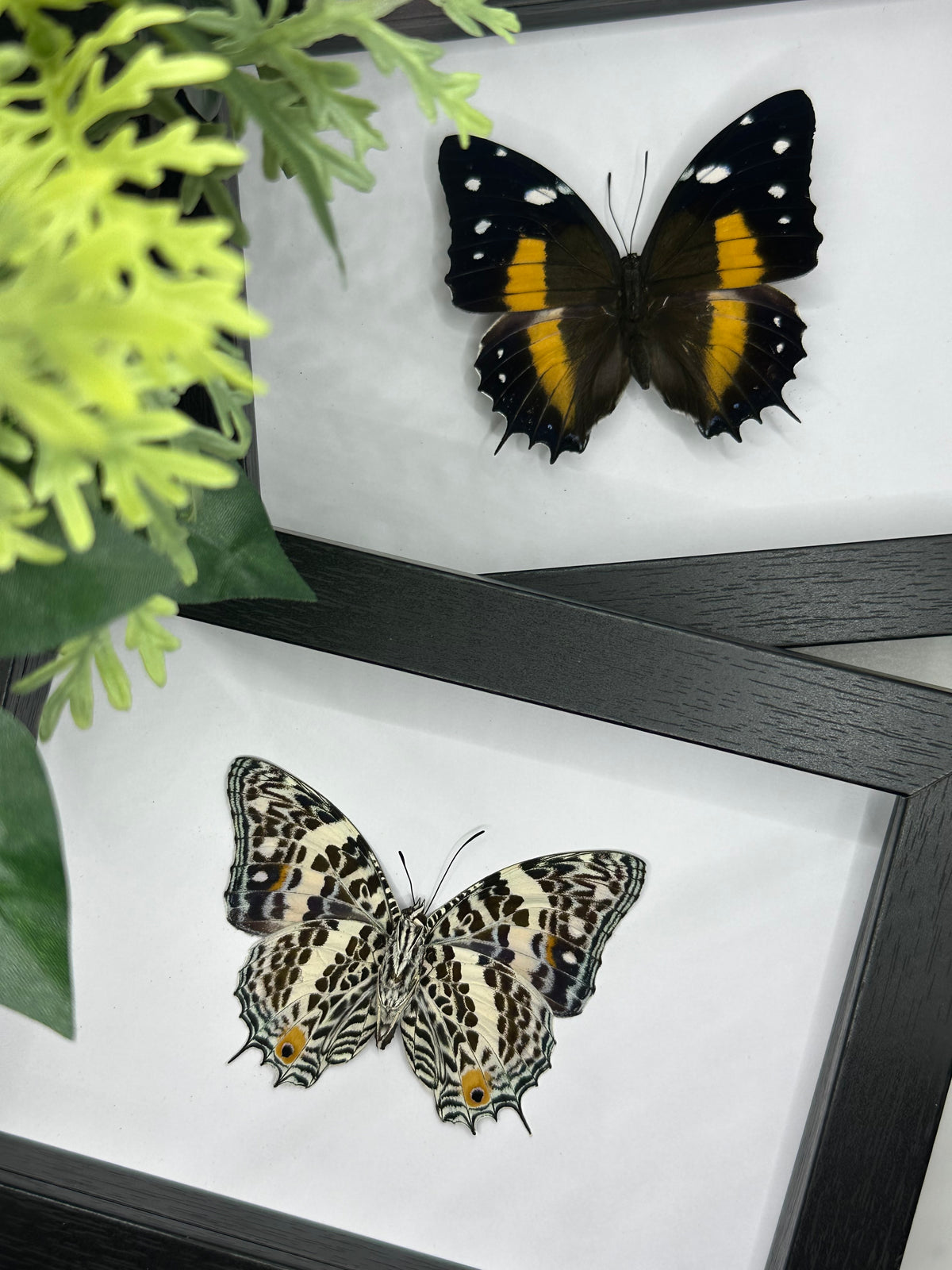 Baeotus Deucalion Butterfly in a frame