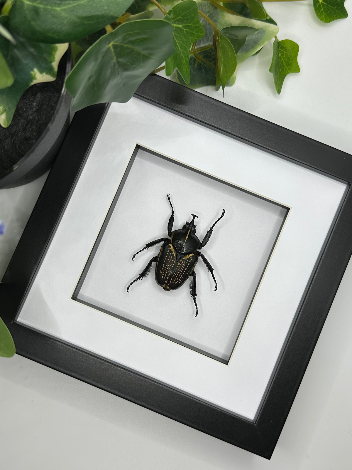 Goliath Beetle / Fornasinius Fornasini in a frame