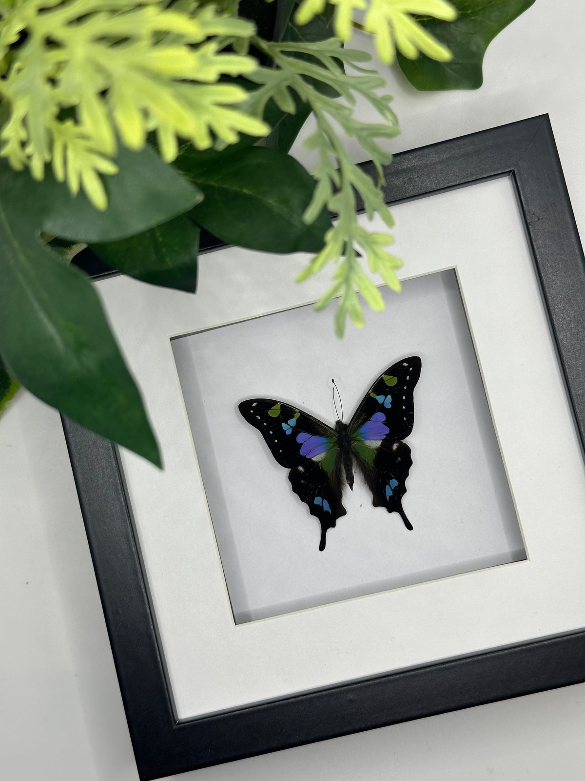 Purple Spotted Swallowtail / Graphium Weiskei in a frame