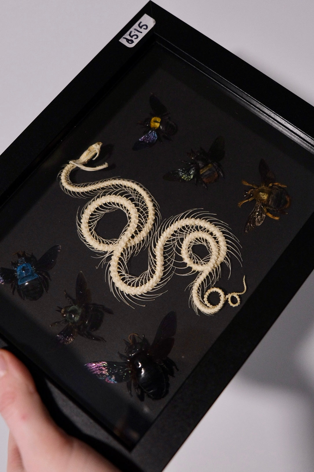 Rolled Snake Skeleton + 6 Carpenter Bees in a frame