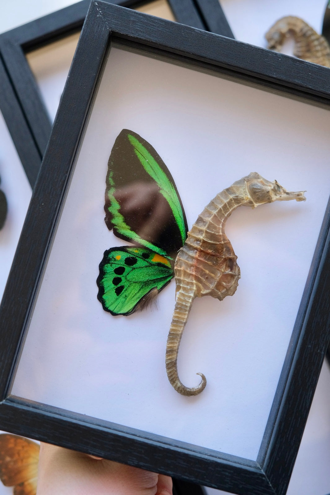 Dried 'Fairy' Seahorse in a frame | Cairns Birdwing Butterfly