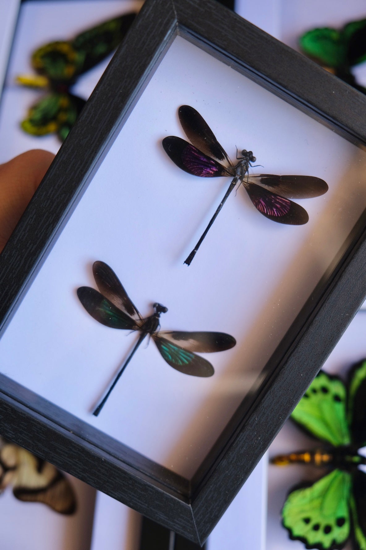 Damselfly Duo / Euphaea Variegata in a frame