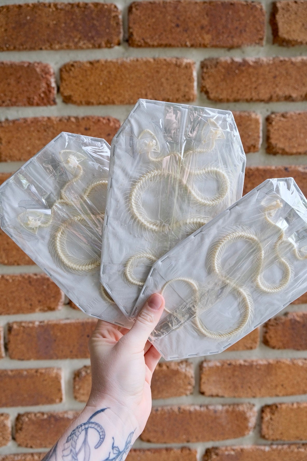 Two Headed Snake Skeleton / White-Lipped Pit Viper (Trimeresurus Albolabris)