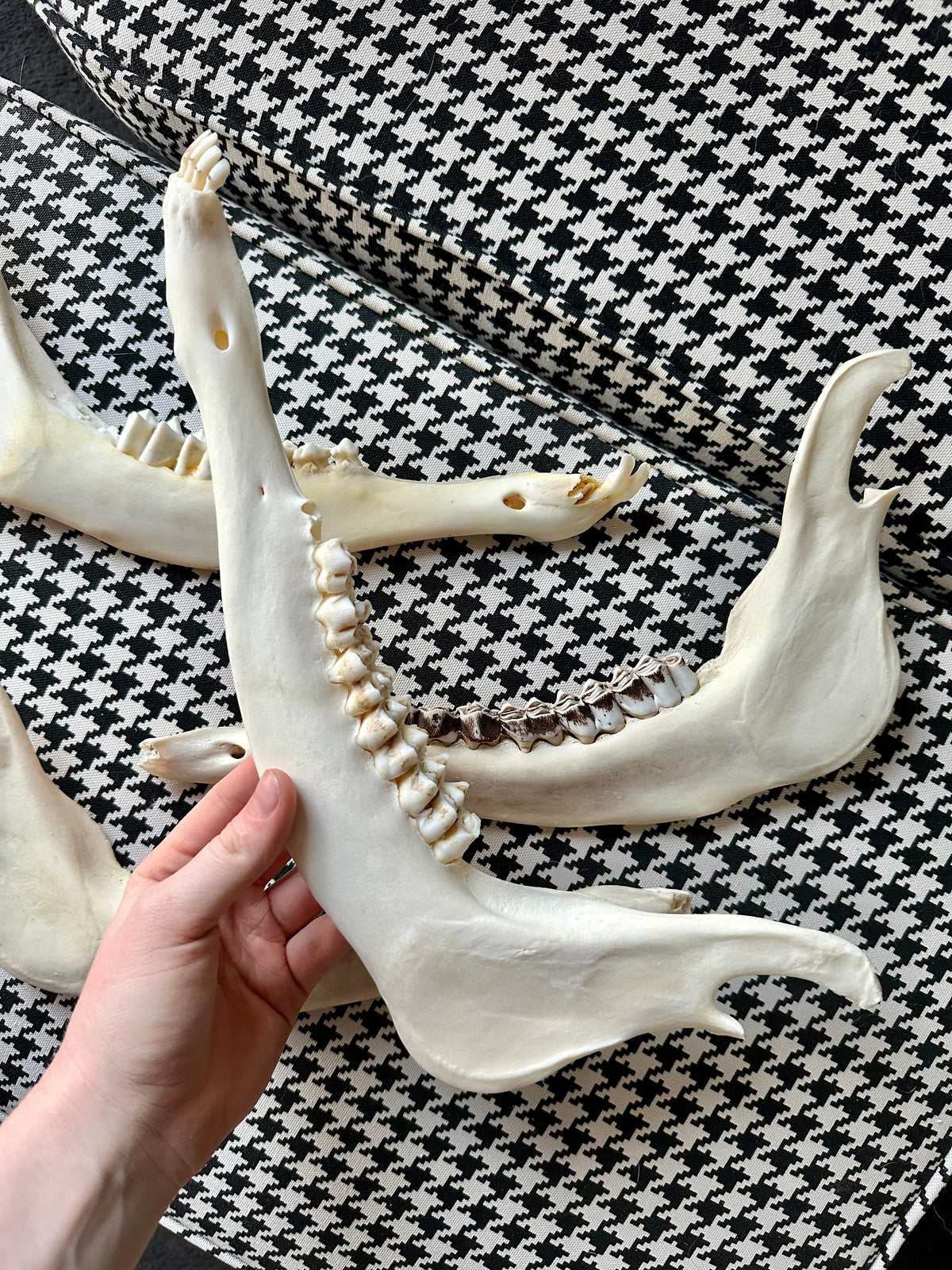XL Half Jaw Bone