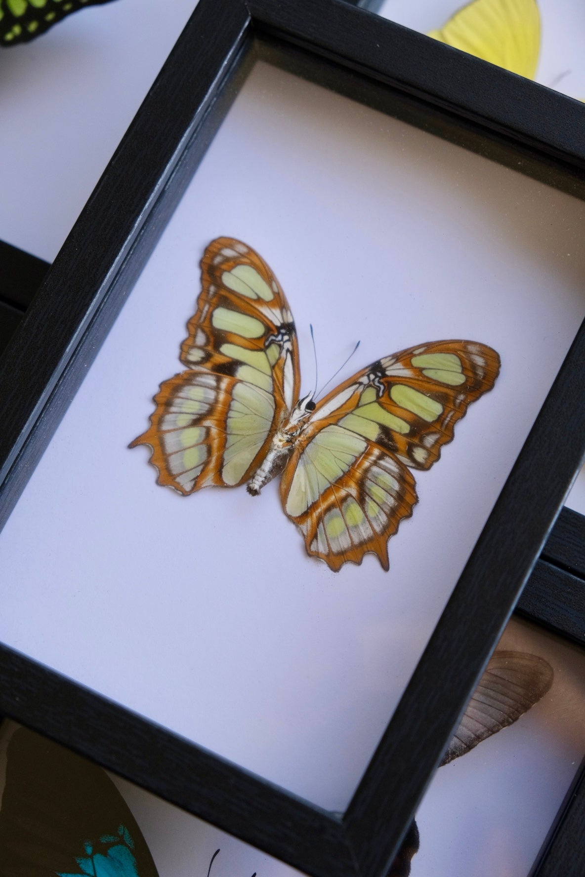 Malachite butterfly / Siproeta Stelenes in a frame